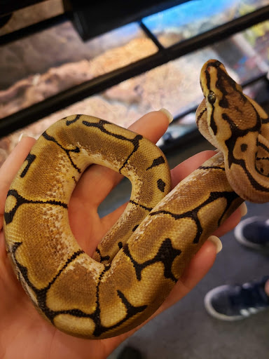 Pet Store «Bluewater Zoo Exotic Aquariums & Reptiles», reviews and photos, 159 Miracle Strip Pkwy SE, Fort Walton Beach, FL 32548, USA