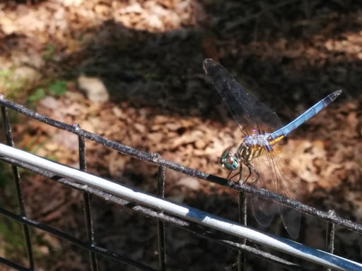 Golf Club «The Bridge Golf Club», reviews and photos, 1180 Millstone Road, Bridgehampton, NY 11932, USA