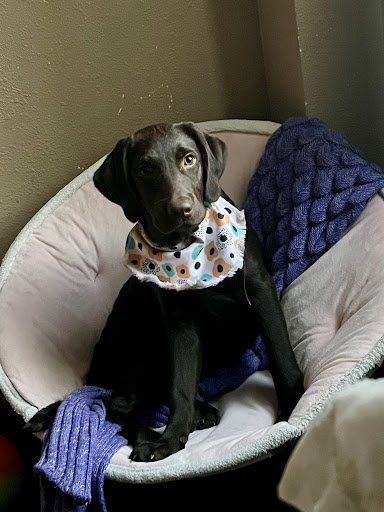 Sandia Labradors