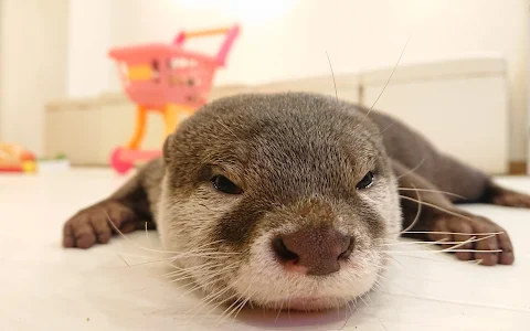 Loutre otter cafe image