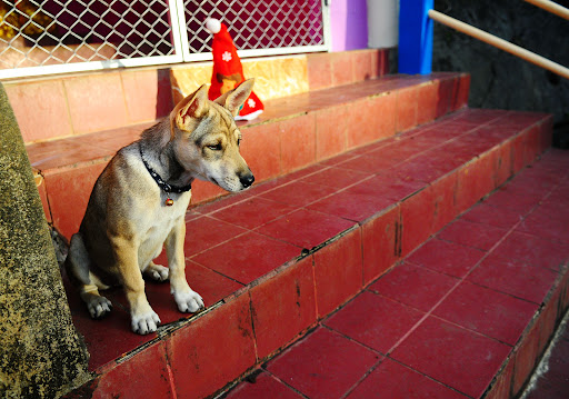 Museum «A Christmas Story House», reviews and photos, 3159 W 11th St, Cleveland, OH 44109, USA