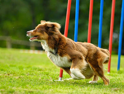 Agility Aachen Hundesportschule