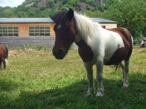 Haras Du Châtelet à Antignac