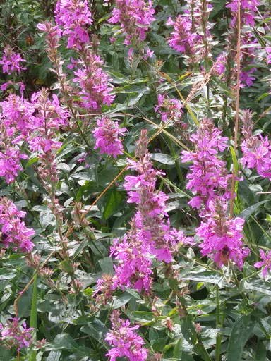 Nature Preserve «Westwood Hills Nature Center», reviews and photos, 8300 W Franklin Ave, St Louis Park, MN 55426, USA