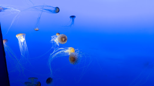 Aquarium «New York Aquarium», reviews and photos, 602 Surf Ave, Brooklyn, NY 11224, USA