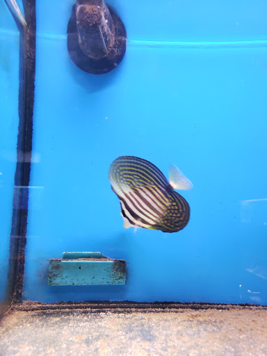 Monrovia Tropical Fish, 603 W Huntington Dr, Monrovia, CA 91016, USA, 