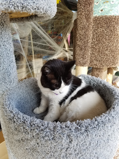 Pet Supply Store «Mad Cat Pet Supplies», reviews and photos, 7820 Mineral Point Rd, Madison, WI 53717, USA