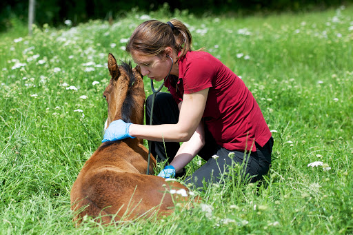 Tierarzt für Pferde - Pferdemedizin Dr. Michutta & Matting, Raum Berlin/Brandenburg bis Hannover unter Zossen, Brandenburg