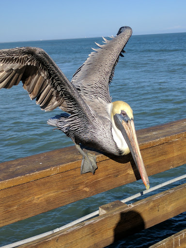 Fishing Pier «Cocoa Beach Pier», reviews and photos, 401 Meade Ave, Cocoa Beach, FL 32931, USA