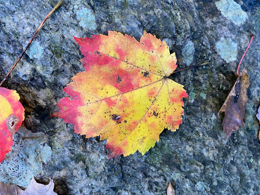 Nature Preserve «Cotton Hollow Preserve», reviews and photos, 493 Hopewell Rd, South Glastonbury, CT 06073, USA