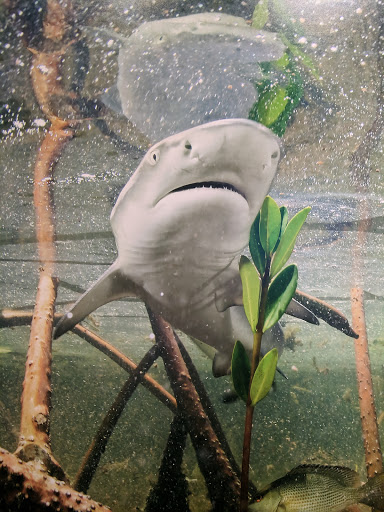 Museum «National Geographic Museum», reviews and photos, 1145 17th Street NW, Washington, DC 20036, USA