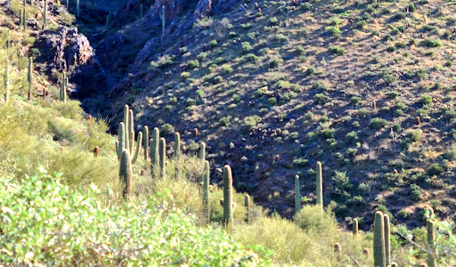 Nature Preserve «Gateway Trailhead - McDowell Sonoran Preserve», reviews and photos, 18333 N Thompson Peak Pkwy, Scottsdale, AZ 85255, USA