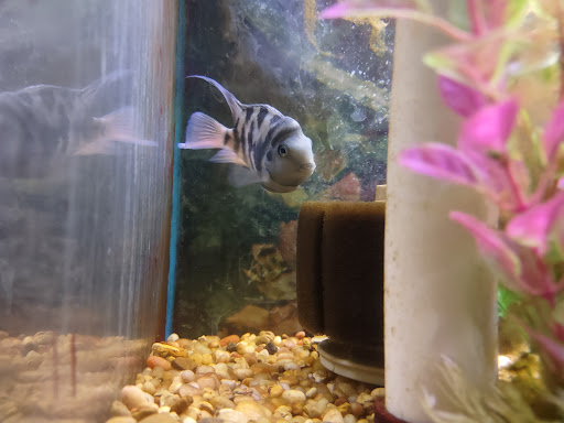 Pet Store «Fins Feathers Paws & Claws», reviews and photos, 436 Main St, Harleysville, PA 19438, USA