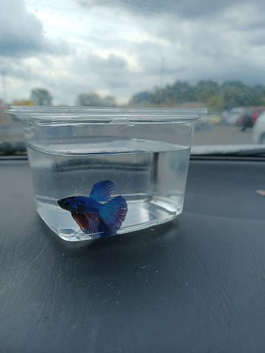 Department Store «Walmart Supercenter», reviews and photos, 1315 N 21st St, Newark, OH 43055, USA