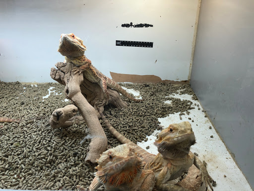 Reptile Store «La Habra Pets», reviews and photos, 1919 W La Habra Blvd, La Habra, CA 90631, USA