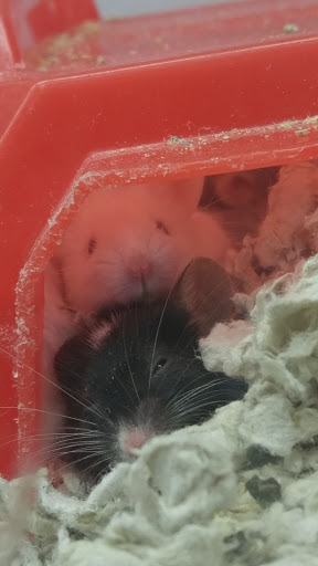 Pet Supply Store «Petco Animal Supplies», reviews and photos, 3194 FM407, Highland Village, TX 75077, USA