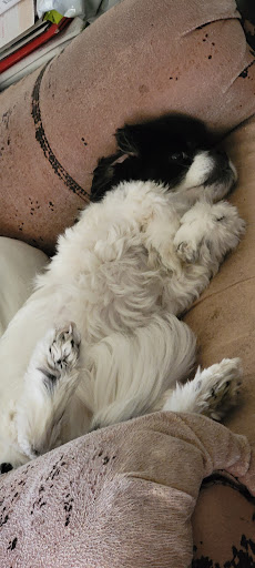 Pet Supply Store «PetSmart», reviews and photos, 4013 Wisconsin 28, Kohler, WI 53081, USA