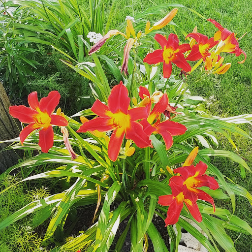 Park «Jefferson Park», reviews and photos, 4822 N Long Ave, Chicago, IL 60630, USA