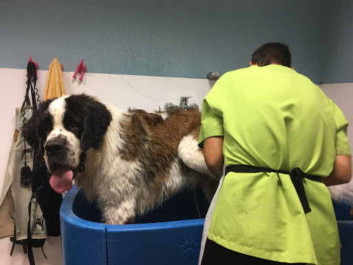 Clínica Veterinaria Habana Boston en Boadilla del Monte