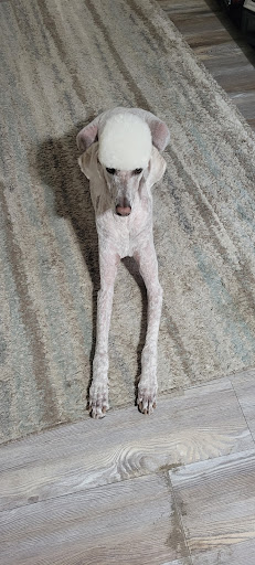 Pet Supply Store «PetSmart», reviews and photos, 3033 NY-50, Saratoga Springs, NY 12866, USA