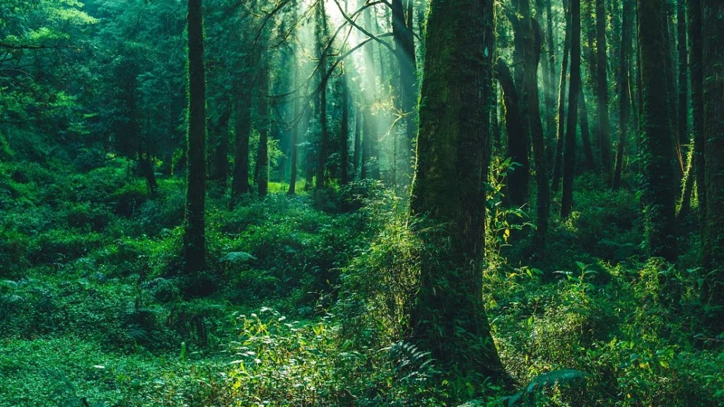 Rawlings Massage Therapy 26040