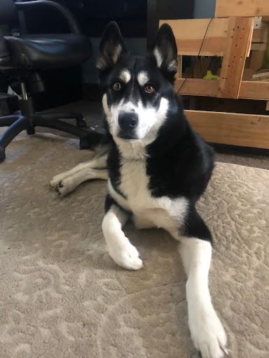 Pet Store «Charm City Puppies», reviews and photos, 8205 Snowden River Pkwy, Columbia, MD 21045, USA