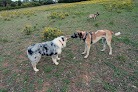 Les chiens de Malbosc Montpellier