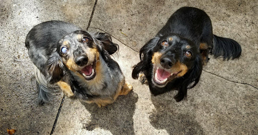 Pet Groomer «The Funky Mutt Market, LLC», reviews and photos, 441 S Woodland Blvd, DeLand, FL 32720, USA