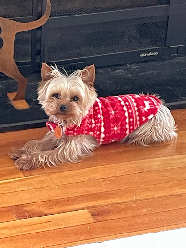 Bark Plaza Doggie Day Spa