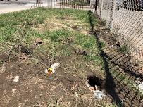 DBM Pest Control - Photo 6 - Car repair in , Queens