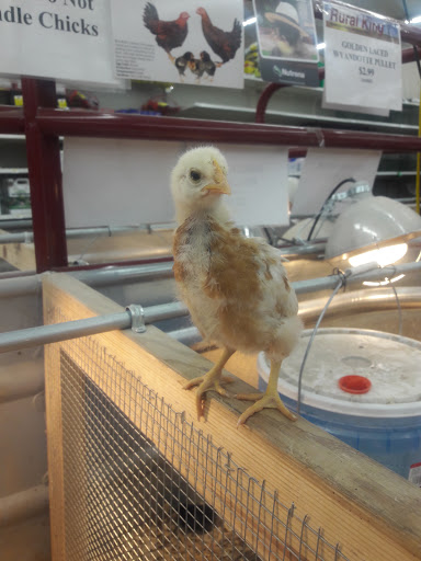 Department Store «Rural King», reviews and photos, 2947 S Washington St, Kokomo, IN 46902, USA