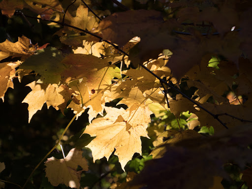 Golf Course «Huron Hills Golf Course», reviews and photos, 3465 E Huron River Dr, Ann Arbor, MI 48104, USA