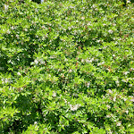 Photo n° 12 de l'avis de Lucien.a fait le 20/05/2022 à 20:52 pour Parc Botanique de Cornouaille à Combrit