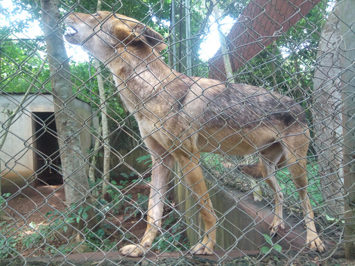 Funaab Zoo Park, Opposite 4tans hostel, Alabata Road, Nigeria, Zoo, state Oyo