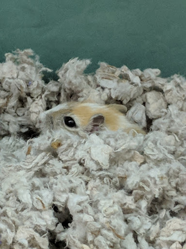 Pet Supply Store «Pet Supplies Plus», reviews and photos, 508 E Stroop Rd, Kettering, OH 45429, USA