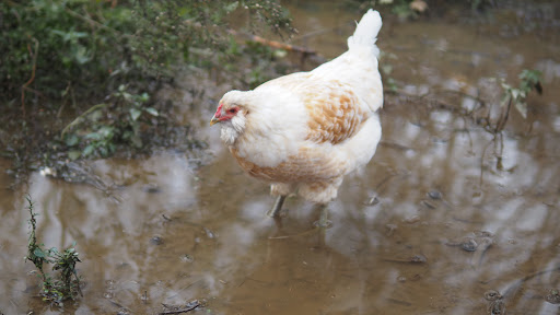 Non-Profit Organization «Buffalo Niagara Heritage Village», reviews and photos, 3755 Tonawanda Creek Rd, Amherst, NY 14228, USA