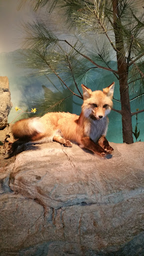 Planetarium «Fernbank Science Center», reviews and photos, 156 Heaton Park Dr, Atlanta, GA 30307, USA