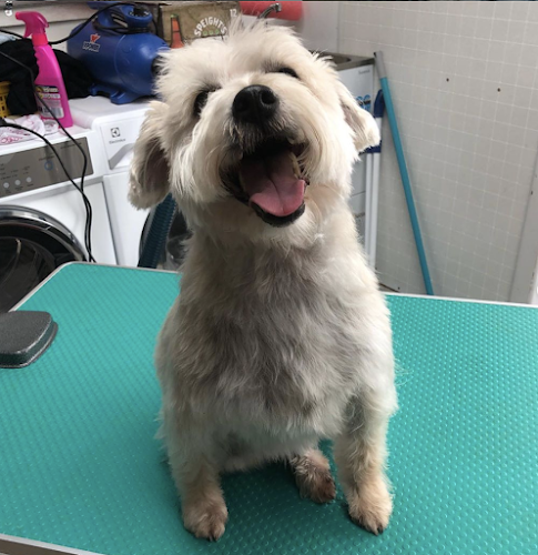 Reviews of Nubreed Mobile Dog Grooming in Auckland - Other