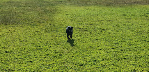 Park «Grover Basin Dog Park», reviews and photos, 17445 N 20th St, Phoenix, AZ 85022, USA