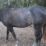 Photo n°16 de l'avis de ROBERTO.U fait le 16/08/2023 à 15:47 sur le  Camping Ristorante Supramonte à Orgosolo