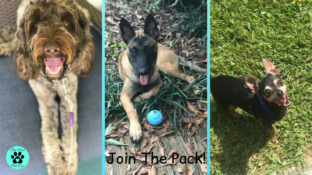 The Pack Pet Care
