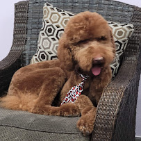 Pampered Puppies Pet Grooming - Photo 7 - Car repair in Victorville, CA, Victorville