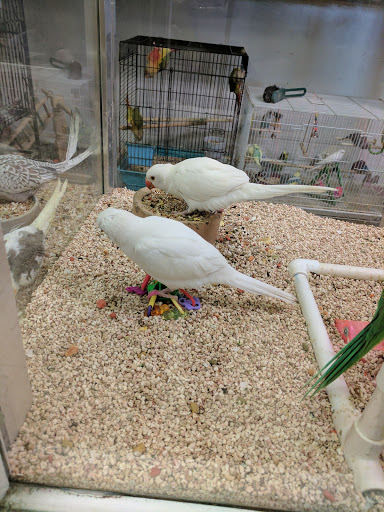Pet Store «Fosters Exotic Pet Center», reviews and photos, 40116 US Hwy 19 N, Tarpon Springs, FL 34689, USA