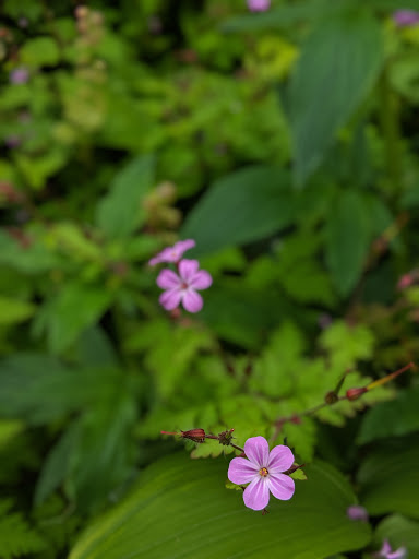 Tourist Attraction «Fairy Falls», reviews and photos, Wahkeena Trail #420, Corbett, OR 97019, USA