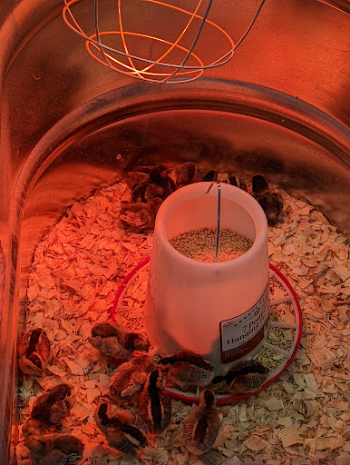 Home Improvement Store «Tractor Supply Co.», reviews and photos, 66143 Van Dyke, Washington, MI 48095, USA