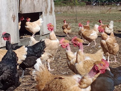 Ferme du Bois des Grées à Drefféac