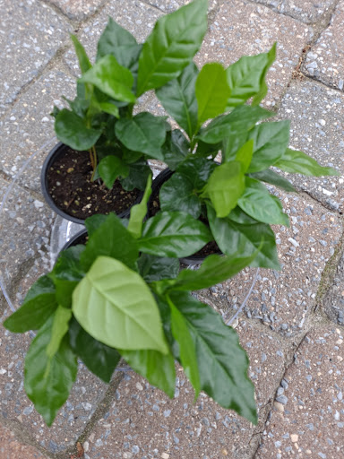 Florist «Finer Flowers», reviews and photos, 645 E Landis Ave, Vineland, NJ 08360, USA