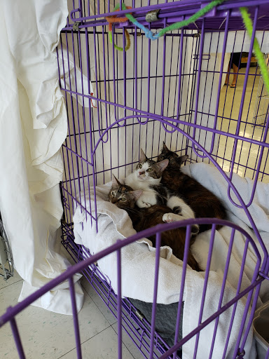 Pet Supply Store «Pet Supplies Plus», reviews and photos, 1258 Northlake Blvd, Lake Park, FL 33403, USA