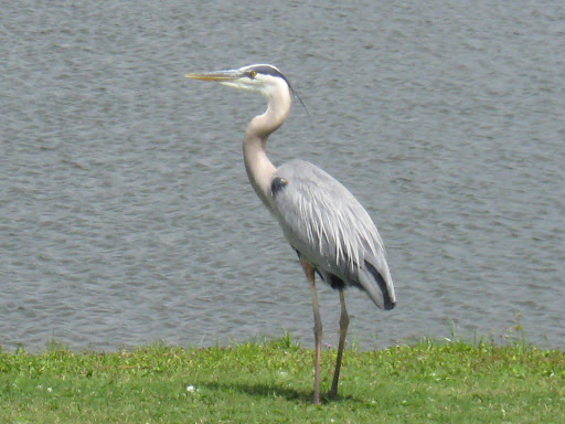 Public Golf Course «Southwinds Golf Course», reviews and photos, 19557 Lyons Rd, Boca Raton, FL 33498, USA