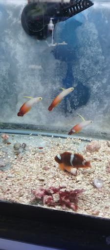 Pet Store «Leesburg Pet Center», reviews and photos, 959 N 14th St, Leesburg, FL 34748, USA